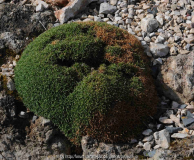 Dianthus erinaceus