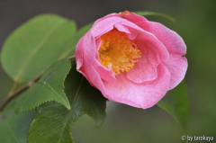 souza's pavlowa