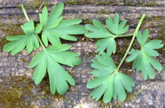 Corydalis cava/malkensis Blatt
