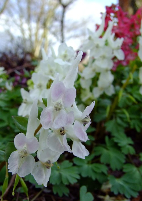 Corydalis malkensis Hybride