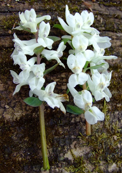 Corydalis cava/malkensis Blüte