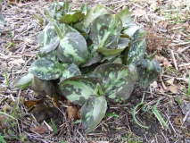 Trillium sessile (cuneatum?)