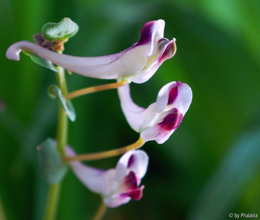 Corydalis seisumsiana
