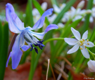 Othocallis rosenii