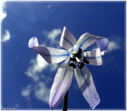 Othocallis rosenii