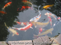 KOI
