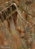 Knödelhörnchen