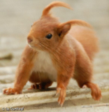 Eichhörnchen3