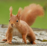 Eichhörnchen2