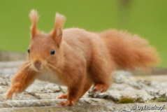 Eichhörnchen1