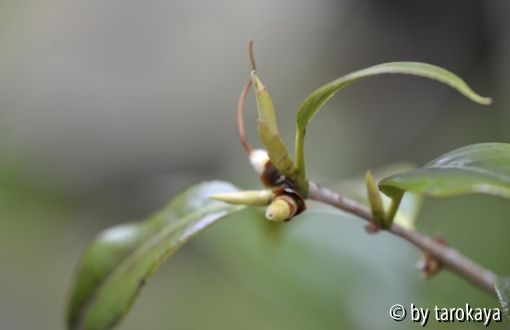 austrieb tarokaja