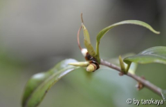 austrieb tarokaja