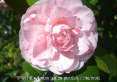 Cup of Beauty 2010.jpg