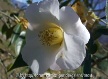Apple Blossum