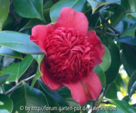 Warantha 2010 3.jpg
