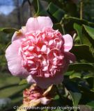 Yamato Nishiki Rose 2010.jpg
