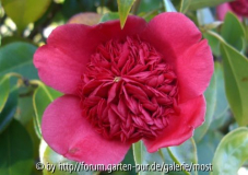 Warantha 2010 1.jpg