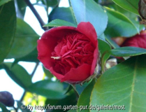 Warantha 2010 2.jpg