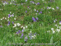 BrachlandApril05.jpg