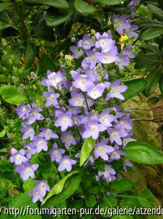 Campanula pyrenaica