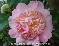 Yamato Nishiki Rose 2010~0.jpg