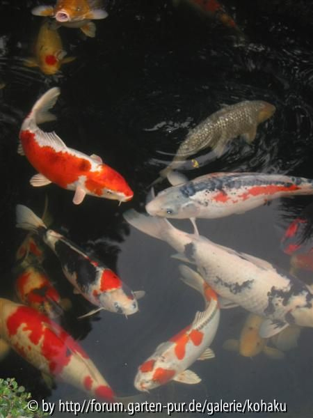 Fischsuppe