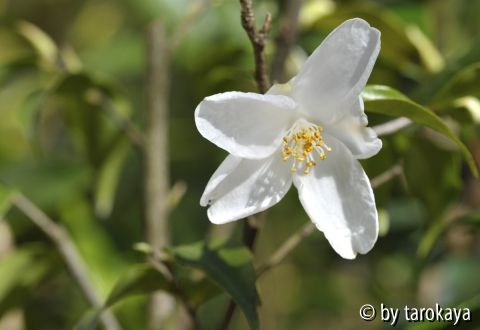 C.euryoides10