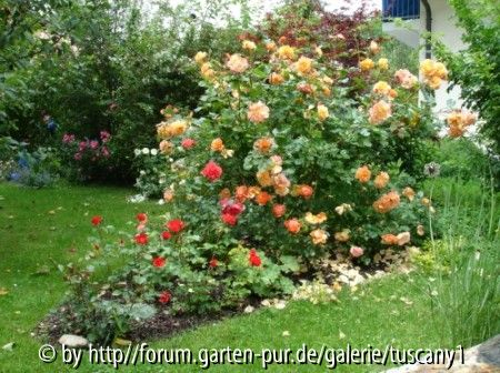 Westerland