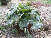 Trillium sessile (cuneatum?)-2010