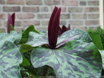 Trillium kurabayashii-2010-close-up