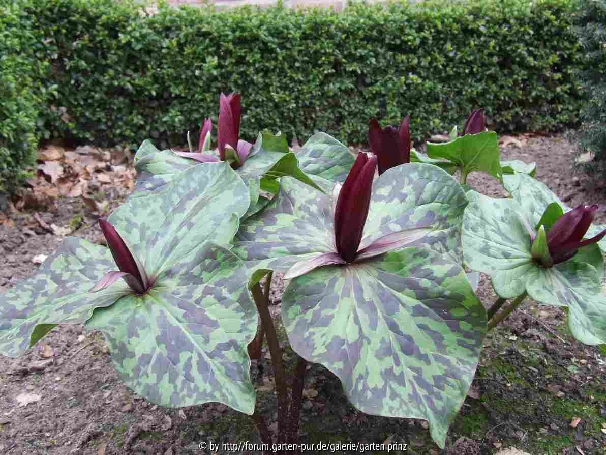 Trillium kurabayashii -2010/3