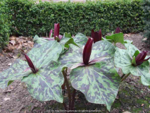 Trillium kurabayashii -2010/3