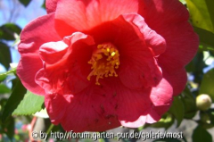 Anemoniflora 2010.jpg
