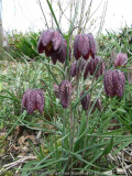 Fritillaria meleagris/2010-1