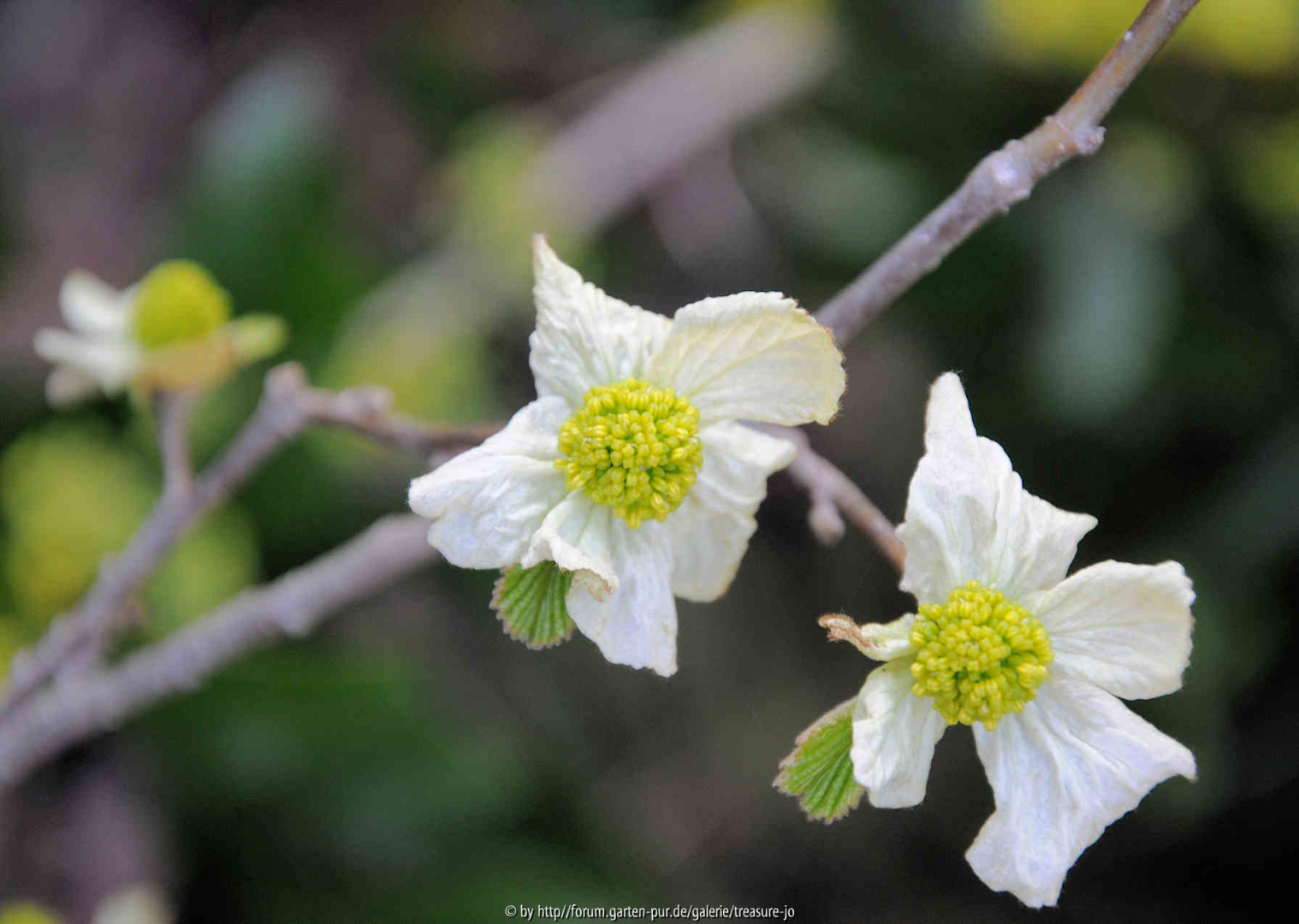 Frühjahrsblüher 2010-04-06-1