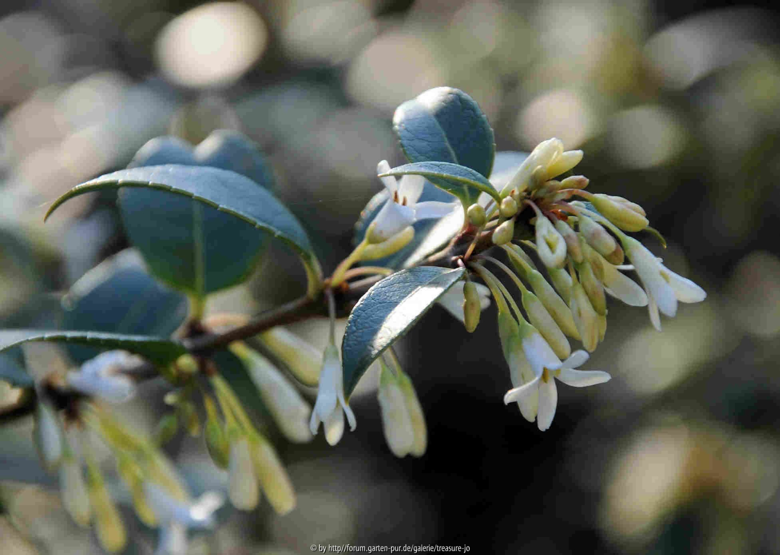 Frühjahrsblüher-2010-04-06-2
