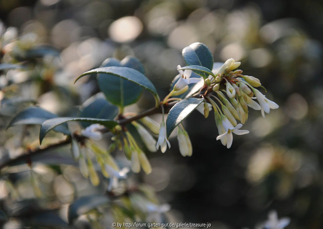 Frühlingsblüher 2010-04-06-1