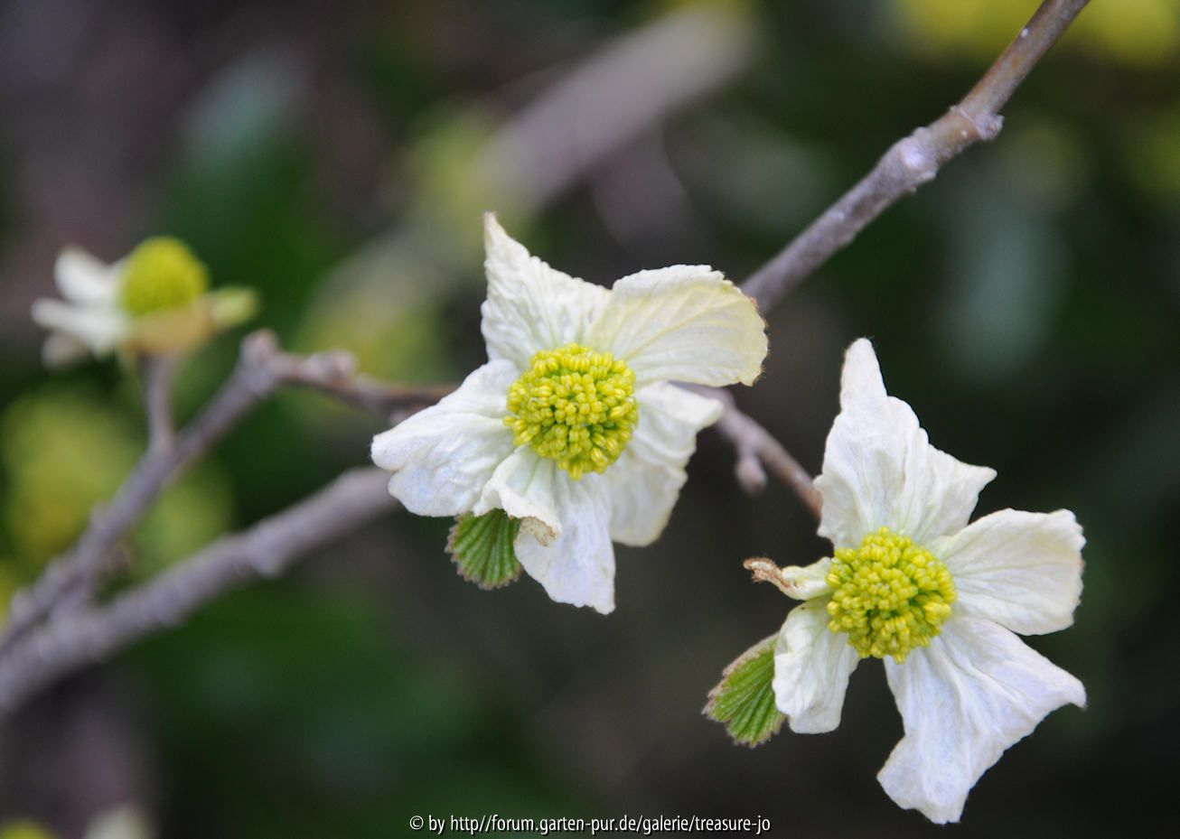 Frühjahrsblüher 2010-04-06-2