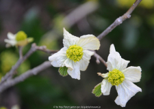Frühjahrsblüher 2010-04-06-2
