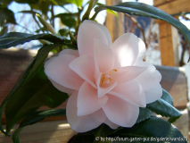 C. japonica 