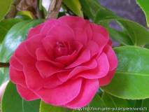 C. japonica 