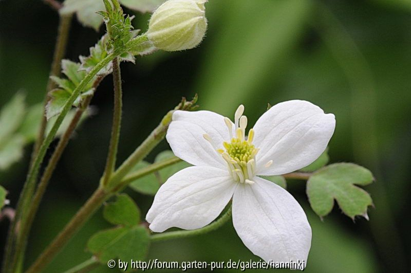 Clematis brevipes