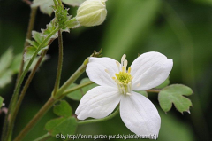 Clematis brevipes