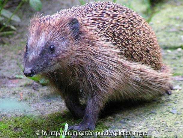 Igel Stopp Galopp