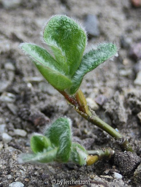 Netz-Weide (Salix reticulata)