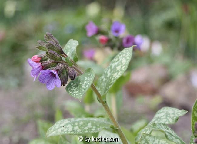 Lungenkraut, Absaat von Pulmonaria saccharata