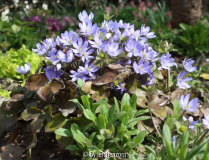 Leberblümchen (Hepatica nobilis)