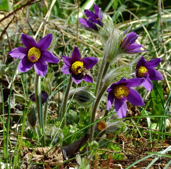 Pulsatilla halleri ssp. styriaca