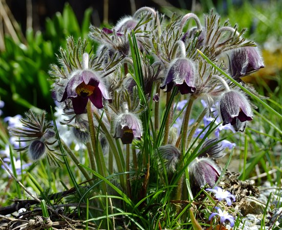 Pulsatilla pratensis var. nigricans