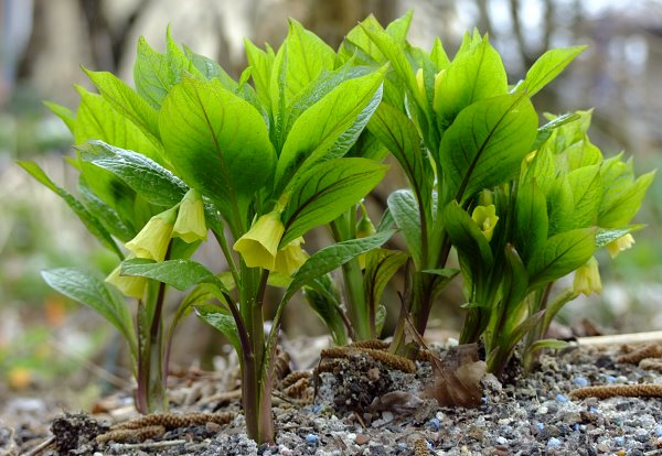 Scopolia carniolica var. hladnikiana